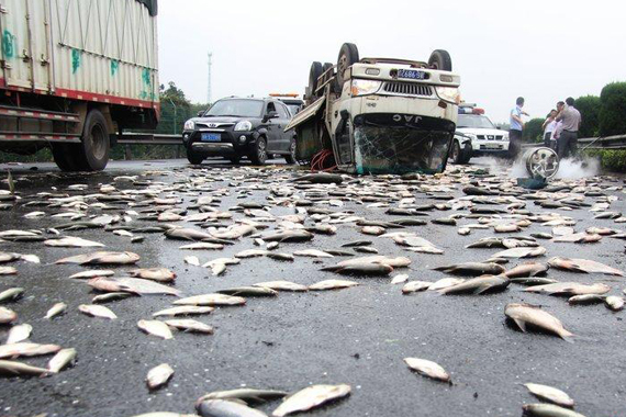 货车高速仰翻1吨多活鱼上演“大逃亡”