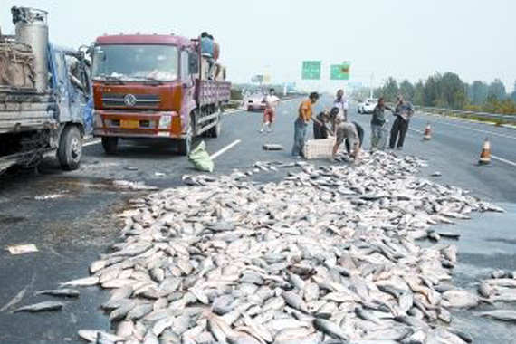 运鱼车侧翻 价值10万余元活鱼几乎全晒死