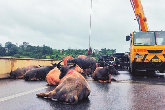 高速路连发8起车祸 数十头水牛被甩出