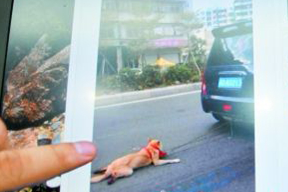 司机拖狗狂飙惹怒网友 被要求停车遭拒