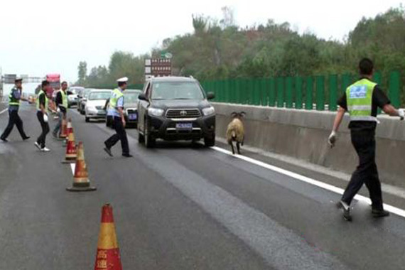 货车侧翻200头羊乱窜 高速上演抓羊大战