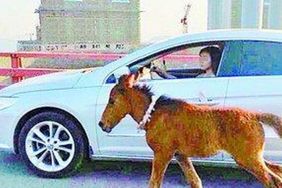 女子疑开车上大桥“遛马” 民警未得一见