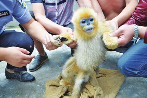 男子驾车高速闯关 途中扔两只金丝猴逃逸