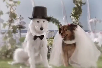视频：扼杀狗狗的“浪漫” 雪铁龙C3海外创意广告