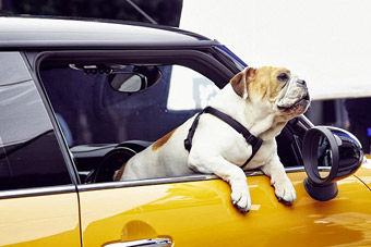 视频：萌宠遇到MINI 新世代MINI与英国斗牛犬现身街头