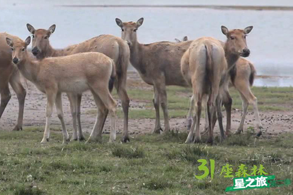 视频：31座森林星之旅第二季 悦游大丰湿地