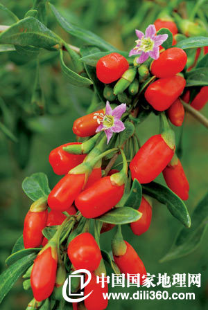 宁夏特产_宁夏特产有哪些_宁夏特产是什么