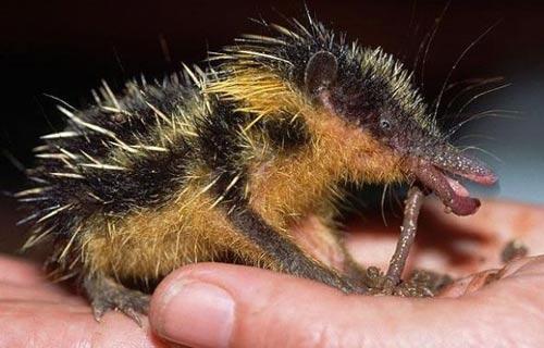 低地斑纹马岛猬(Lowland streaked tenrec) 低地斑纹马岛猬(Lowland streaked tenrec)