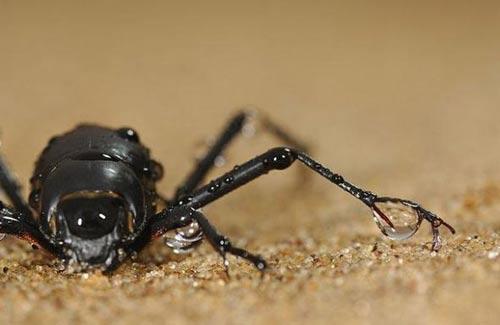 雾姥(fog-basking)甲虫 雾姥(fog-basking)甲虫