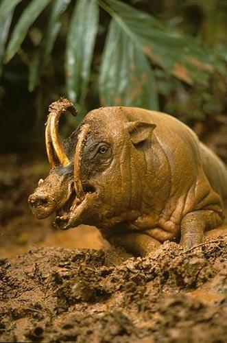 鹿豚(Babirusa) 鹿豚(Babirusa)