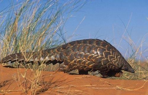 南非穿山甲(Ground-pangolin) 南非穿山甲(Ground-pangolin)