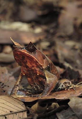 叶角蛙(Leaf horned frog) 叶角蛙(Leaf horned frog)