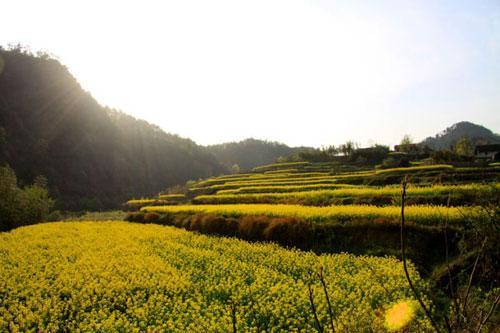 剧组苦心寻找的那片金黄(图片来源:锦绣风景) 剧组苦心寻找的那片金黄(图片来源:锦绣风景)