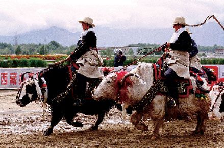 青海旅游博客_青海自由行博客