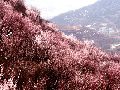 粉嫩春桃满香山 (新浪配图 来源:北京市公园管理中心) 粉嫩春桃满香山 (新浪配图 来源:北京市公园管理中心)