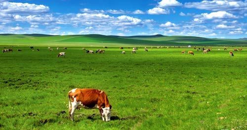 呼伦贝尔旅游攻略_呼伦贝尔游玩攻略_呼伦贝尔自助旅游攻略