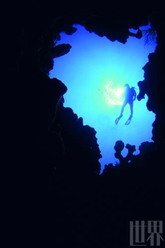 海边生长的红树林给微生物提供了丰富养分,也为奇特荧光湾的形成提供了得天独厚的条件 海边生长的红树林给微生物提供了丰富养分,也为奇特荧光湾的形成提供了得天独厚的条件