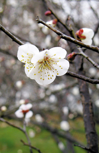 苏州光福古镇香雪海景区,梅花在枝头绽放。(张波/CFP) 苏州光福古镇香雪海景区,梅花在枝头绽放。(张波/CFP)