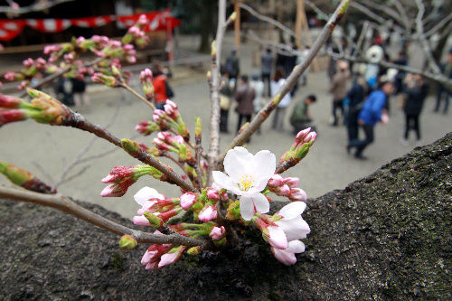 日本樱花热门景点推荐_日本樱花热门旅游景点