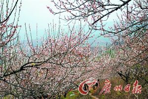 广东旅游攻略_广东游玩攻略_广东自助旅游攻略