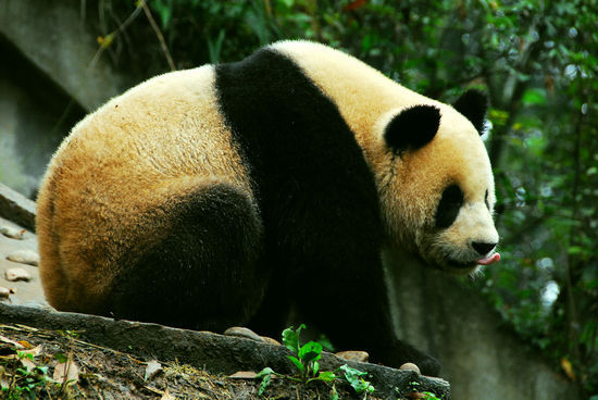 雅安碧峰峡旅游_雅安碧峰峡旅游攻略_碧峰峡