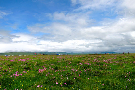 甘孜塔公草原旅游_甘孜塔公草原旅游攻略_塔