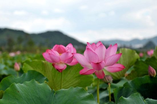盛开的荷花(图:蜂鸟网云翔2010 摄影) 盛开的荷花(图:蜂鸟网云翔2010 摄影)