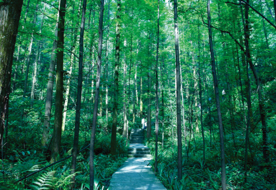 重庆歌乐山国家森林公园旅游_重庆歌乐山国家
