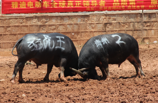 昆明石林旅游_昆明石林旅游攻略_石林图片_石