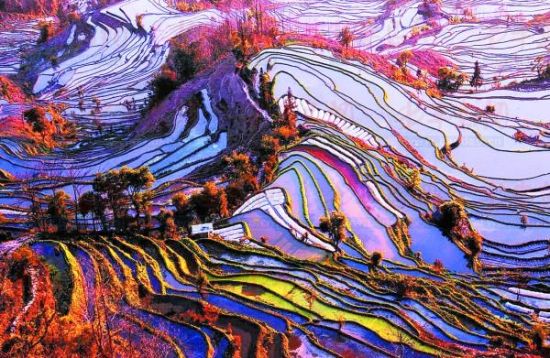 色彩斑斓的哈尼梯田(图:百度搜索引擎) 色彩斑斓的哈尼梯田(图:百度搜索引擎)