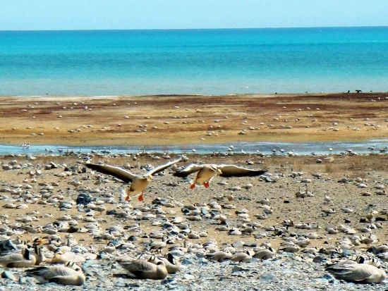 青海青海湖旅游_青海青海湖旅游攻略_青海湖