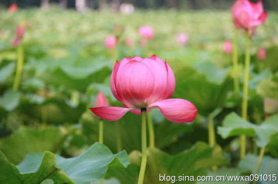 扬州旅游博客_扬州自由行博客