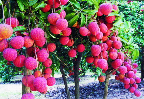 广西特产_广西特产有哪些_广西特产是什么