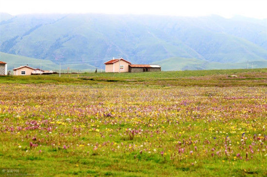 阿坝州热尔大草原旅游_阿坝州热尔大草原旅游