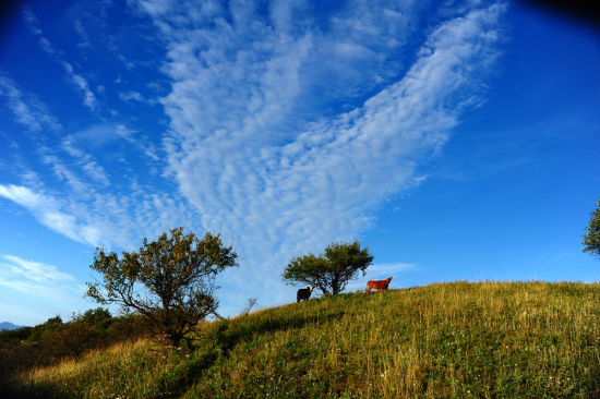 宝鸡关山草原旅游_宝鸡关山草原旅游攻略_关