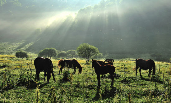 宝鸡关山草原旅游_宝鸡关山草原旅游攻略_关