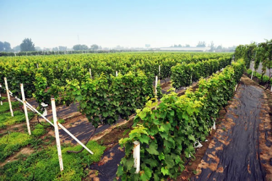 北京美食_北京美食推荐_北京小吃_北京小吃攻