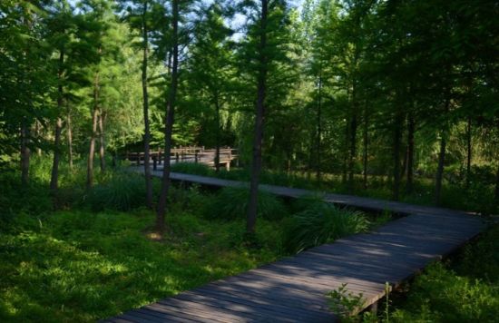 泰州溱湖国家湿地公园旅游_泰州溱湖国家湿地