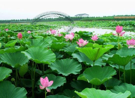 河北白洋淀旅游_河北白洋淀旅游攻略_白洋淀