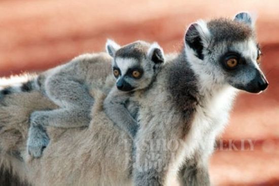 马达加斯加旅游博客_马达加斯加自由行博客