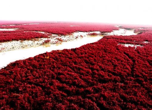 盘锦红海滩旅游_盘锦红海滩旅游攻略_红海滩