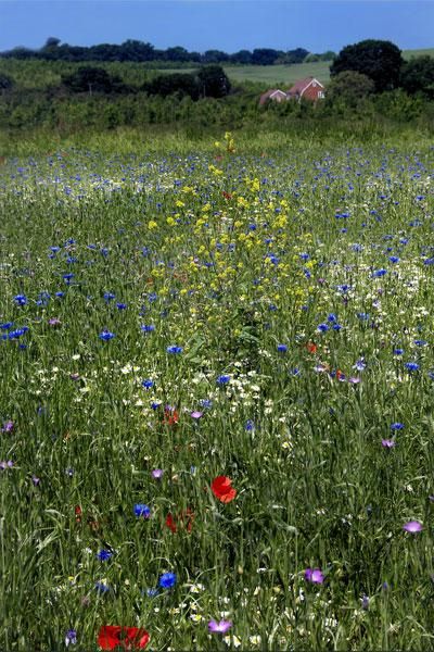 伦敦旅游攻略_伦敦游玩攻略_伦敦自助旅游攻略