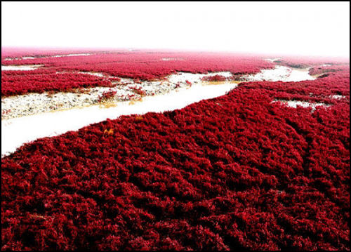 盘锦红海滩旅游_盘锦红海滩旅游攻略_红海滩
