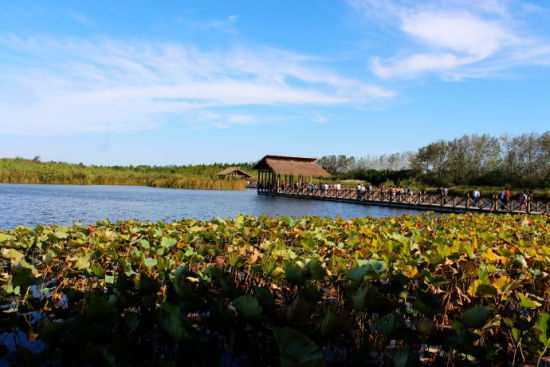 泰州溱湖国家湿地公园旅游_泰州溱湖国家湿地