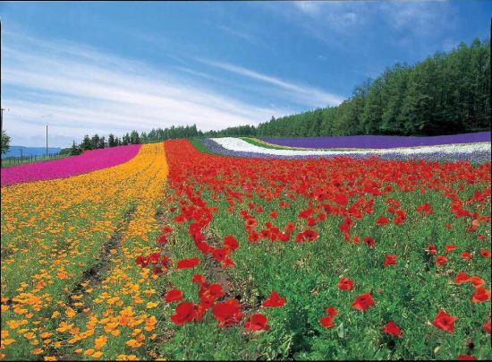 旅游_Alpha Resort Tomamu滑雪场旅游攻略_A