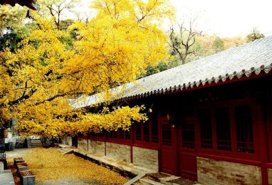 北京大兴区野生动物园旅游_北京大兴区野生动