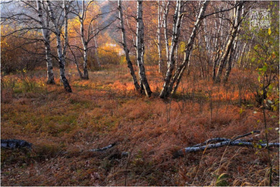 张家口和平森林公园旅游_张家口和平森林公园