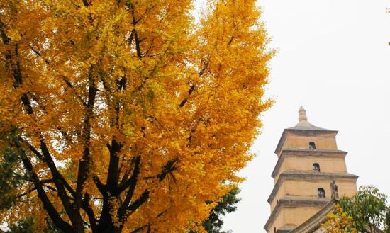 西安大雁塔旅游_西安大雁塔旅游攻略_大雁塔