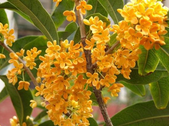 杭州西湖旅游_杭州西湖旅游攻略_西湖图片_西