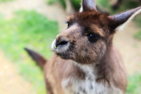 澳大利亚旅游博客_澳大利亚自由行博客